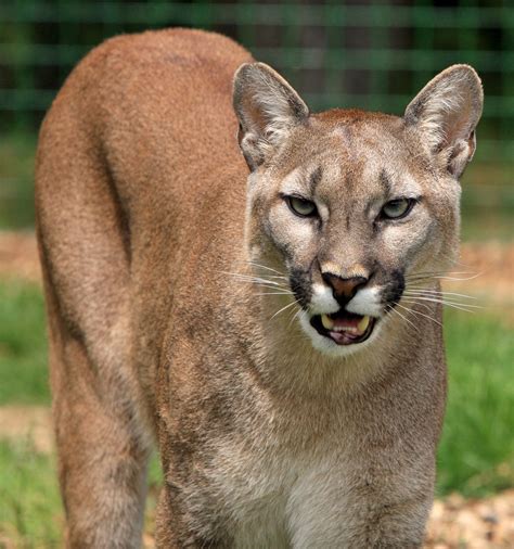 free cougar video